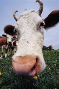 A cow face up close