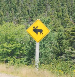 #Canada150 moose crossing sign Canada