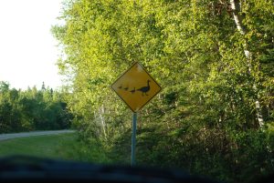 #Canada150 duck crossing sign